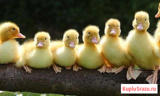 Подрощенные индюшата и утята Ступино - изображение 1