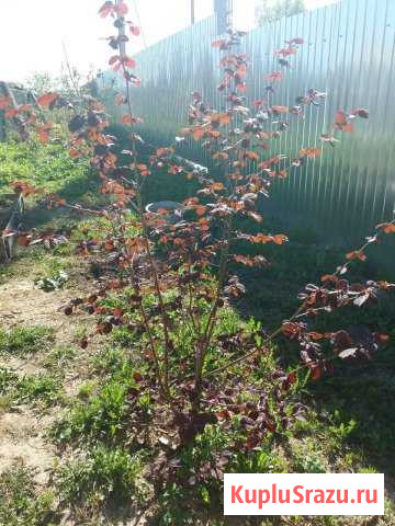 Саженцы лещины 3-4 летние Лукино - изображение 1