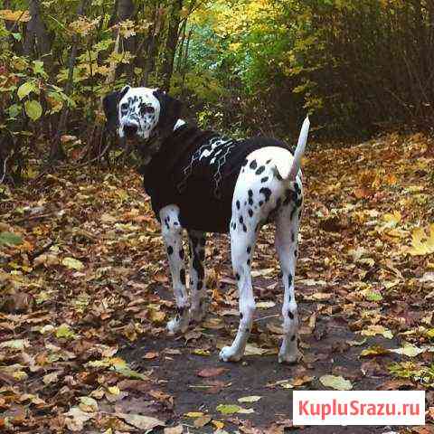 Далматин, кобель, вязка Мичуринск