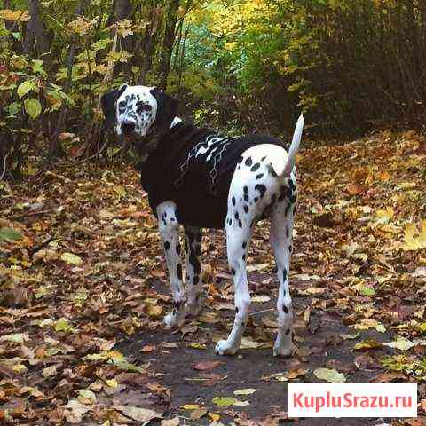 Далматин, кобель, вязка Мичуринск