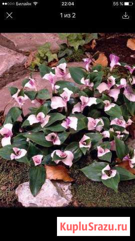 Комнатные растения Кубинка - изображение 1