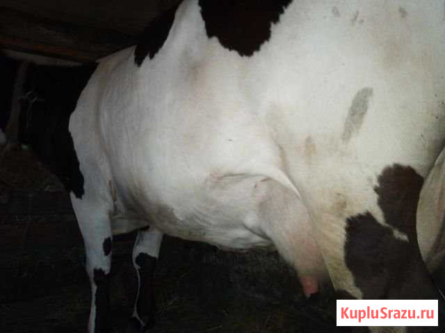 Корова молочная Калининград - изображение 1