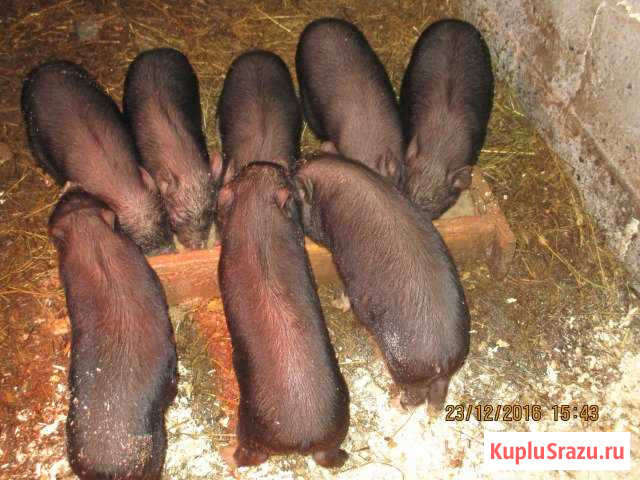 Вьетнамские вислобрюхие поросята Лодейное Поле - изображение 1