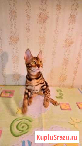 Котята Томилино - изображение 1