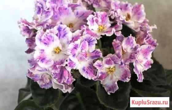 Фиалки (листовые черенки) Кстово