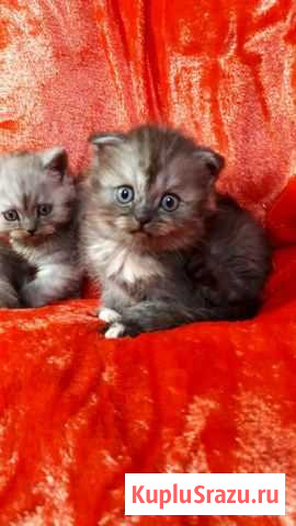 Котята Прохладный - изображение 1