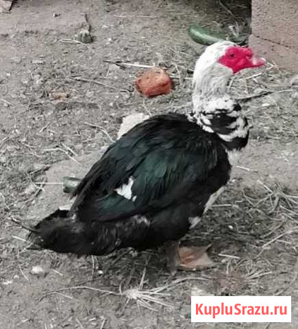 Селезень на племя Домодедово - изображение 1