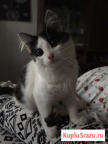 В добрые руки Шатура - изображение 1