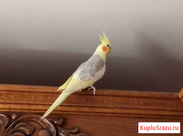 Продаю попугая корелла Волгоград - изображение 1