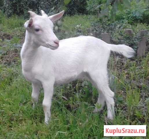 Продаю козочек Сиверский - изображение 1