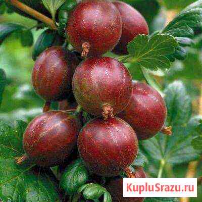 Крыжовник Кольчугино