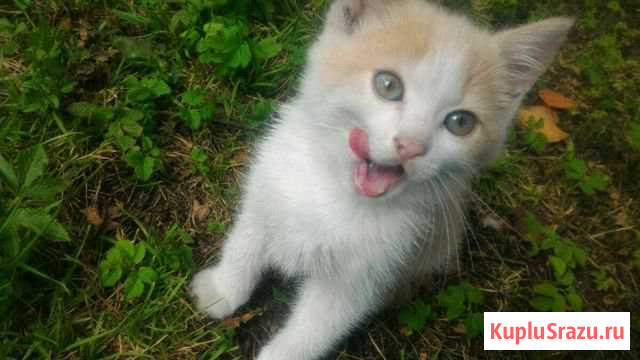 Отдаем котёнка Светлый - изображение 1