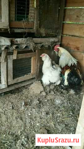 Фавероль Кстово - изображение 1