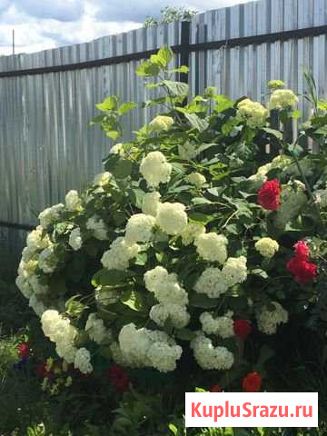 Гортензия Чехов - изображение 1