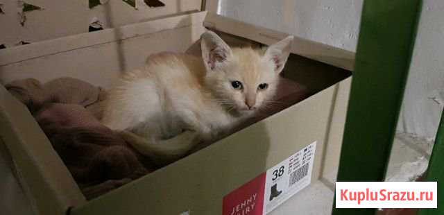 Котёнок, мальчик Наро-Фоминск - изображение 1