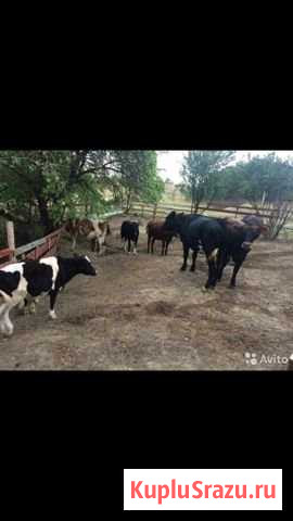 Телки бычки Марьинская - изображение 1