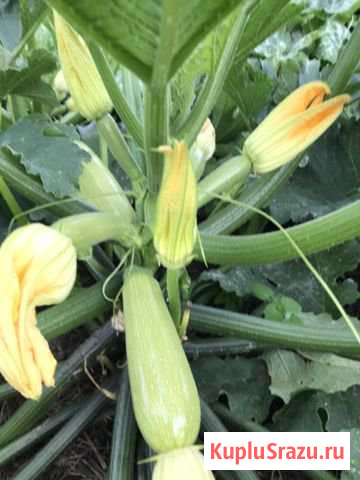 Кабачки Цукини Павловский Посад - изображение 1