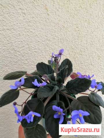 Кактус, фиалка, драцена, сансевиерия, бамбук, семп Всеволожск - изображение 1