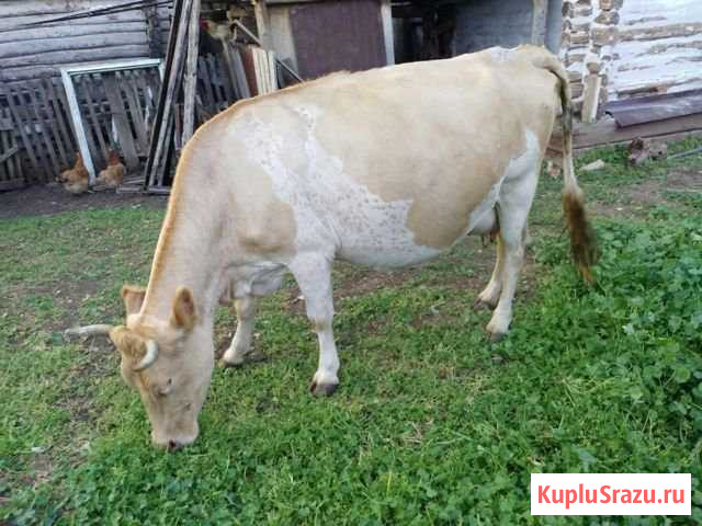 Продается корова Мраково - изображение 1