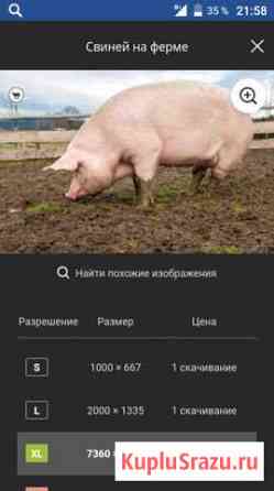 Продажа мяса поросят Данков