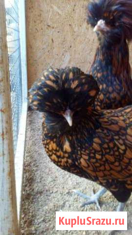 Цыплята орпингтон, падуан, легбар, барневельдер Пшехская - изображение 1