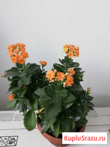 Комнатные цветы Воскресенск - изображение 1