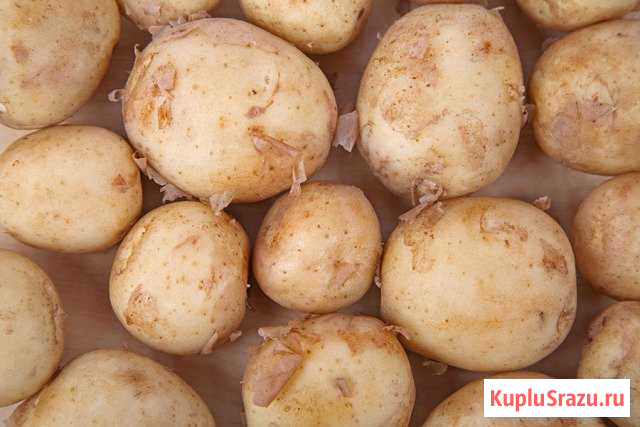 Молодой картофель Курчатов - изображение 1