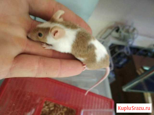 Мышь, крыса заморозка Калининград - изображение 1