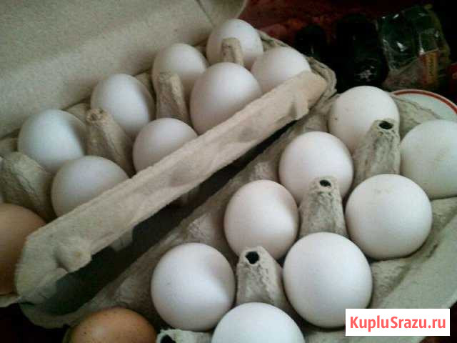 Яйцо куриное Киржач - изображение 1
