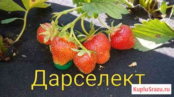 Клубника домашняя натуральная Гурьевск