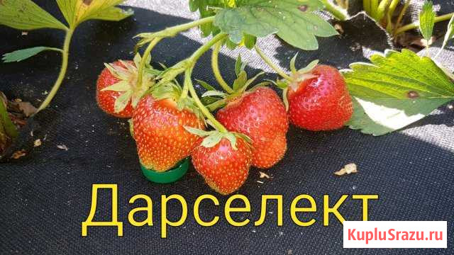 Клубника домашняя натуральная Гурьевск - изображение 1