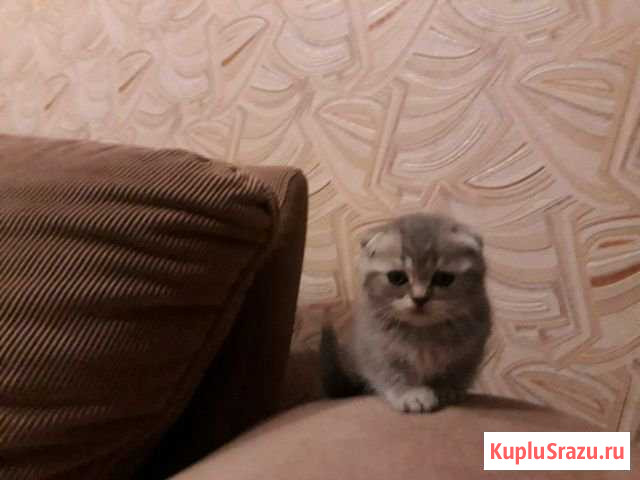Котятки Курск - изображение 1