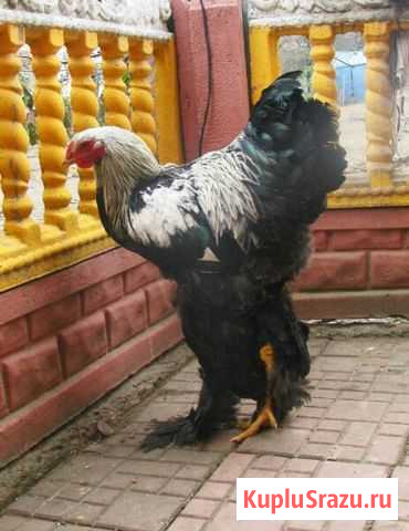 Брама Красный Бор - изображение 1