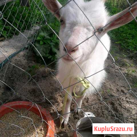 Козочка Лотошино - изображение 1