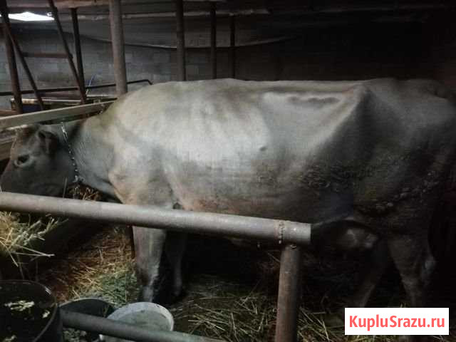 Корова Похвистнево - изображение 1