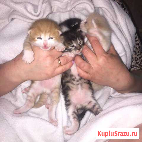 Котята Ярцево - изображение 1