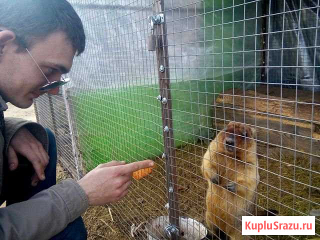 Сурок Байбак Воронеж - изображение 1