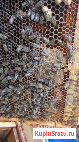 Ульи пчелы вощина Выборг - изображение 1