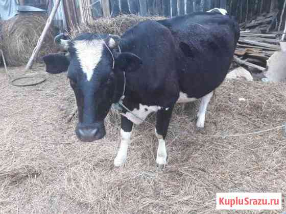 Корова, дойная Реж