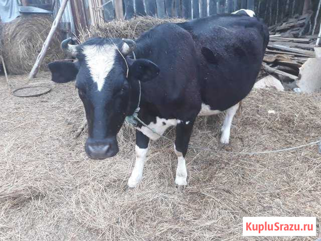 Корова, дойная Реж - изображение 1