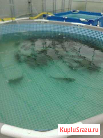 Живая рыба. Карп, толстолобик, 1-1,5 кг Калуга - изображение 1