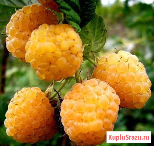 Саженцы малины желтой и кр, Калина и др меняю Воскресенское - изображение 1