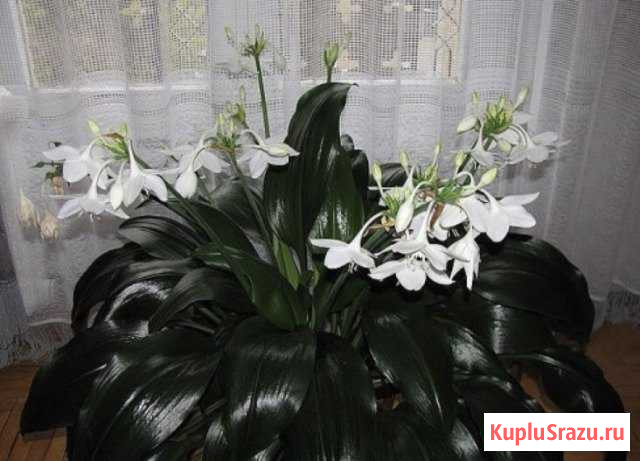 Амазонская Лилия(эухарис) Ногинск - изображение 1