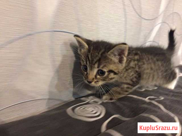 Отдам котят в хорошие руки Северодвинск - изображение 1