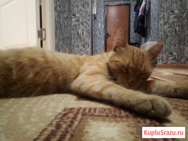 Отдам кота в добрые руки Курган - изображение 1