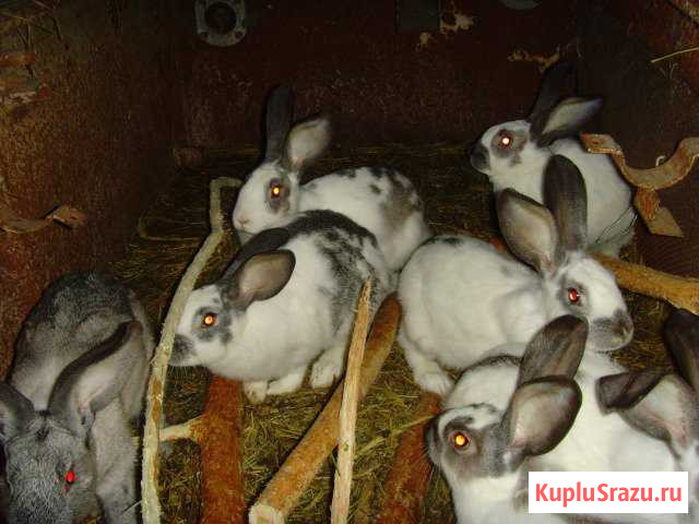 Кролики, крольчата Вязники - изображение 1