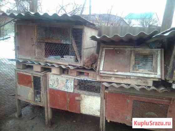 Клетки для кроликов Палласовка