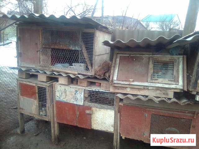 Клетки для кроликов Палласовка - изображение 1