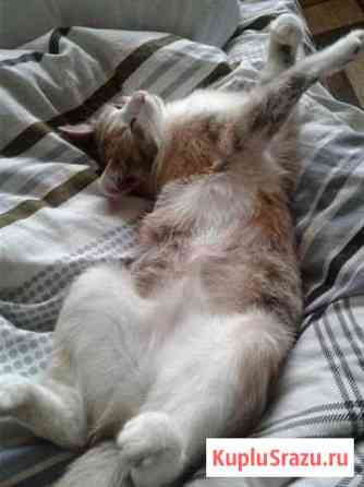 Кошка стерилизованная, ласковая, игривая, умная Куровское