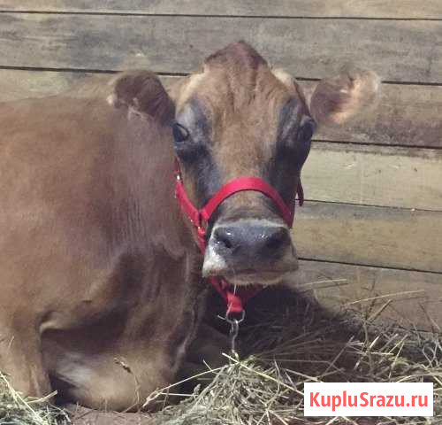 Коровье молоко Пушкино - изображение 1